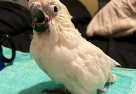 Handraised parrots ready for new homes