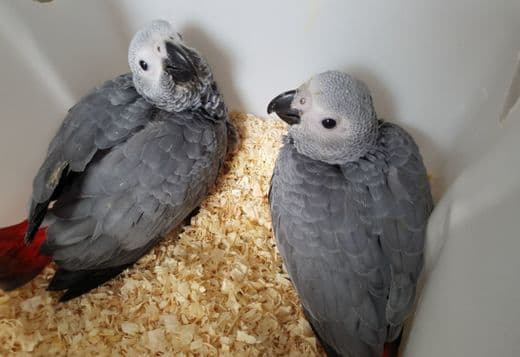 Congo african grey babies ready