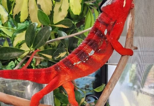 We offer exotic reptiles at absolute rock-bottom prices