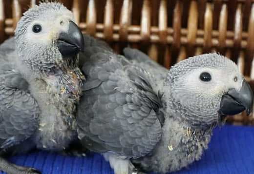 African grey parrots