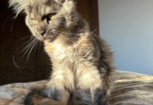 Pedigree WCF,TICA cattery Maine coon