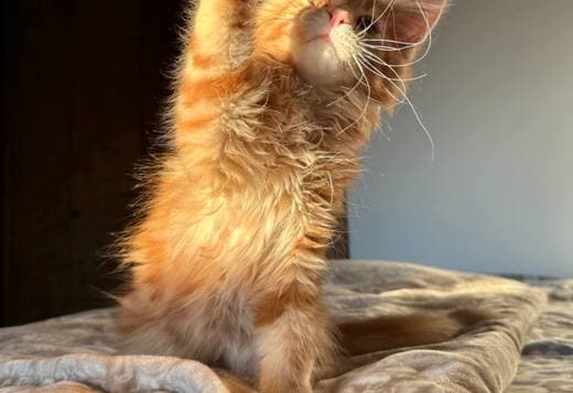 Chris Mainecoon boy red