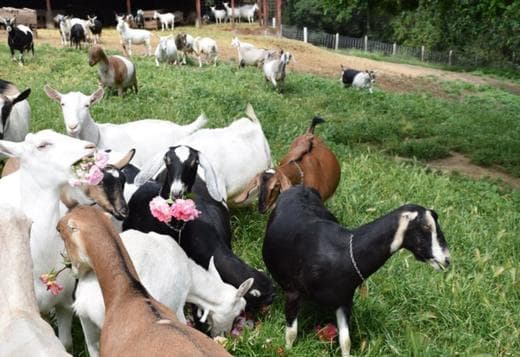 Healthy dairy and meat goats for sale