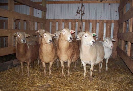 Katahdin sheep and Dorper sheep for sale