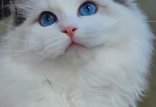 beautiful ragdoll for sell