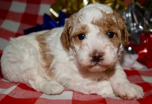 Az Toy Parti Poodle