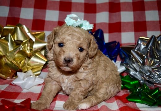 Az Toy Poodle Female