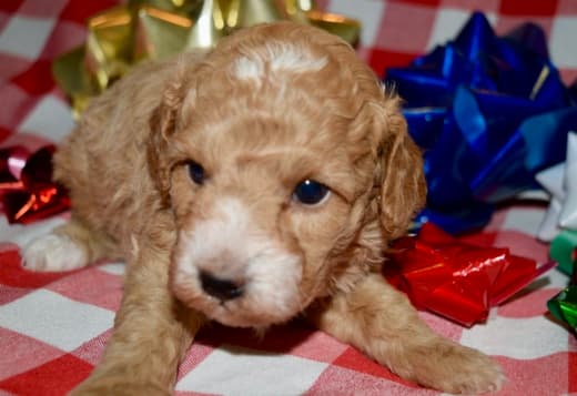 Az Toy Poodle M