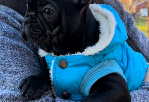 French Bulldog Puppy For Sale