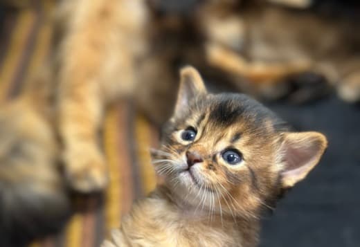 Sommali kitten available