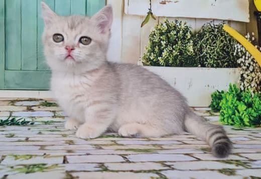 Munchkin Cat For Sale