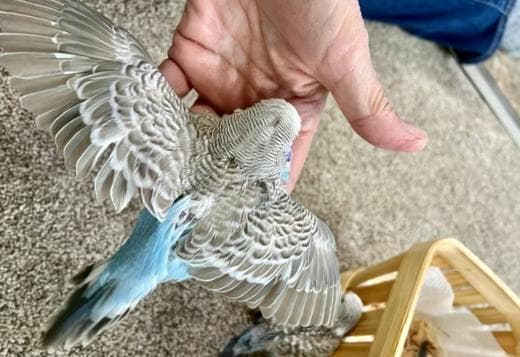 Adorable Budgies babies are ready to leave now.