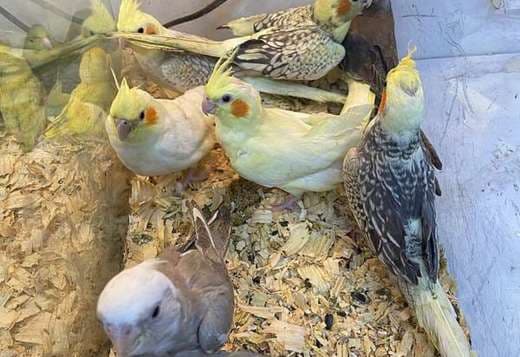 extremely Tamed Cockatiel ready for re home