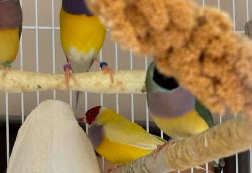 Gouldian Finches