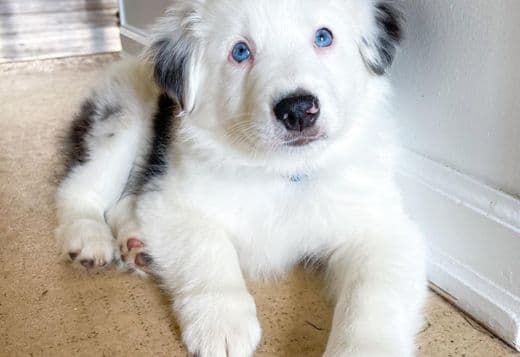 Australian Shepherd Puppies