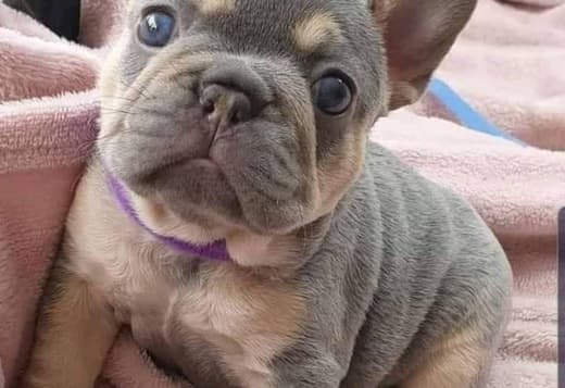 Beautiful litter of French bulldogs carrying testable