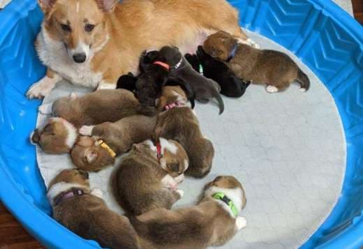 Corgi Puppies for sale