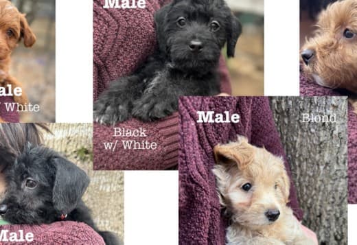 Adorable Rat Toodle Puppies!
