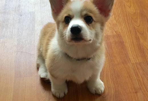 Corgi puppies