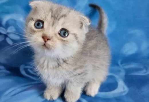 Munchkin Cats for Sale at Healthymunchkinkittens