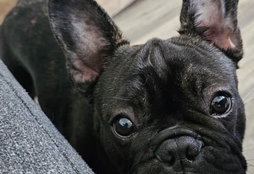 Friendly French Bulldog (Male)