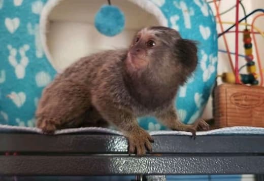 Male and Female Baby Marmoset Monkeys