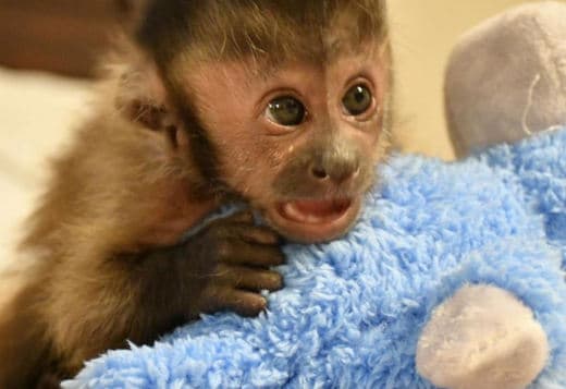 Beautiful Capuchin Monkey.