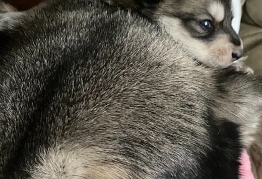 Wolf Hybrid Pups