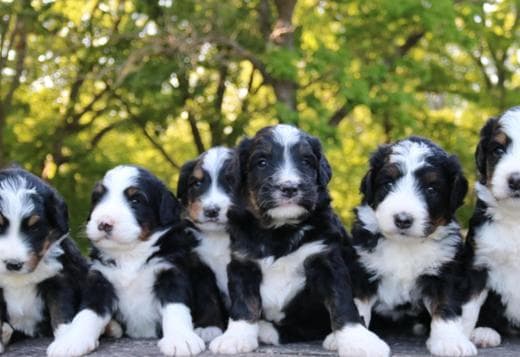 HC Bernedoodles