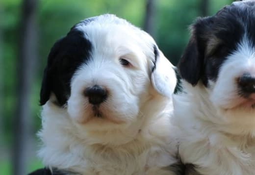 ValleyView Sheepadoodles