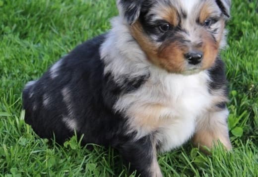AKC & ASCA Australian Shepherd puppies! parents health tested