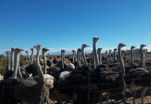 Ostrich