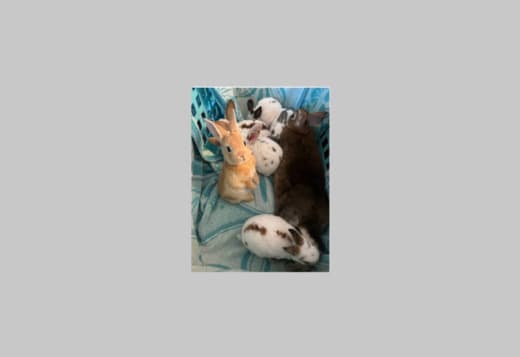 Mini Rex Rabbit