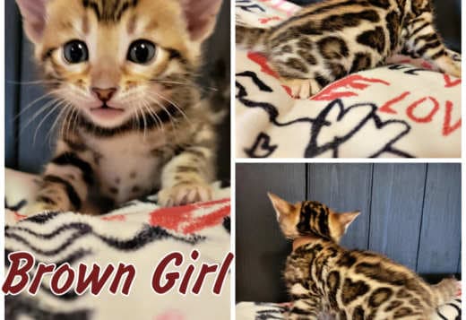 Bengal babies from Jungle Kitten