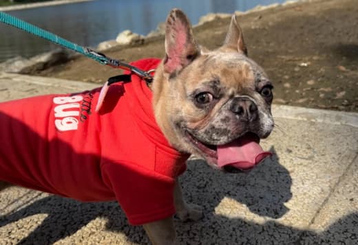 7-month old Frenchie