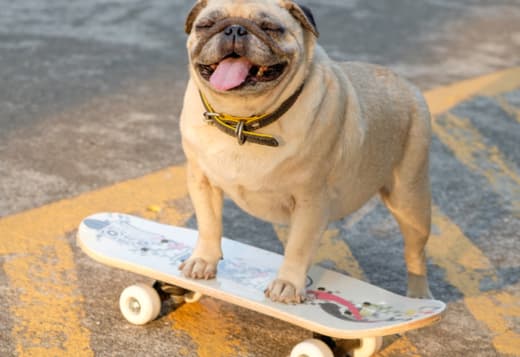 Mini Pugs for Sale in Florida
