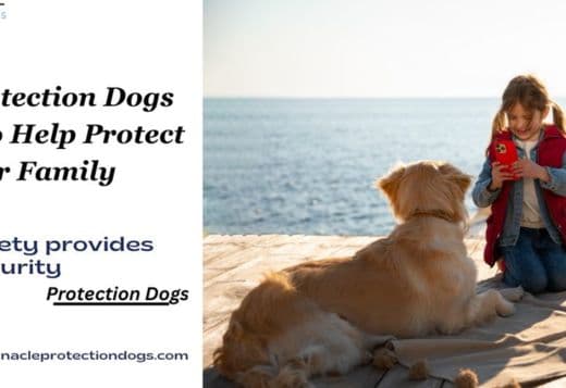 Choose a Protection Dogs for Ladies Safety | Pinnacle Protection Dogs