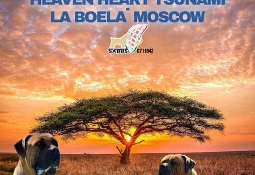 South African Mastiff - Boerboel puppies
