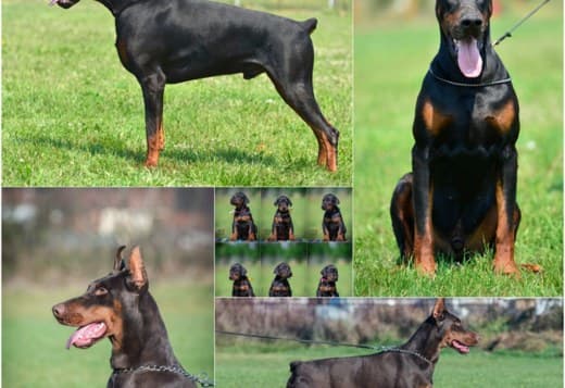 Doberman puppies
