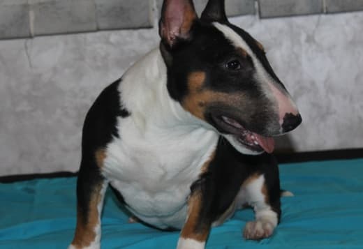 Miniature Bull Terrier puppies