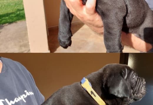 Cane Corso puppies
