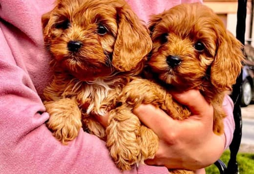 Cavapoo puppies