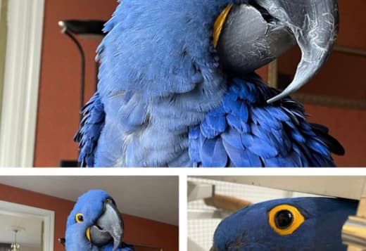 Beautiful African grey parrots and Hyacinth macaws available