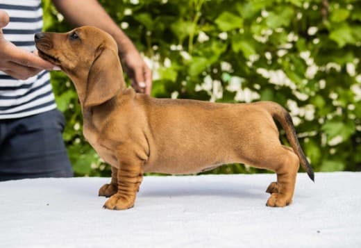 Standard Dachshund puppies