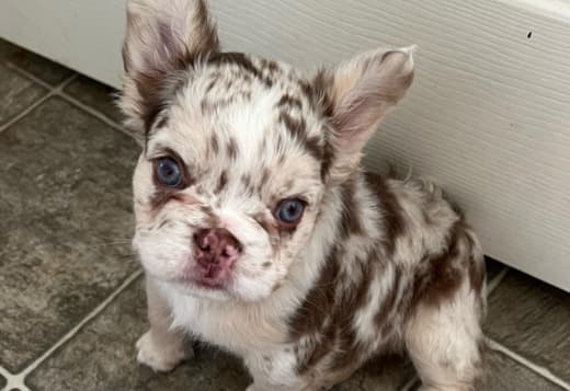 French Bulldog Breeder | The Frenchise