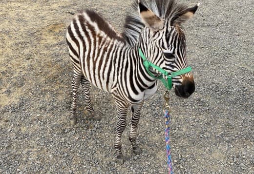 Young zebras for sale