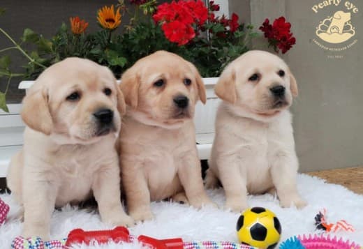 Labrador retriever puppies