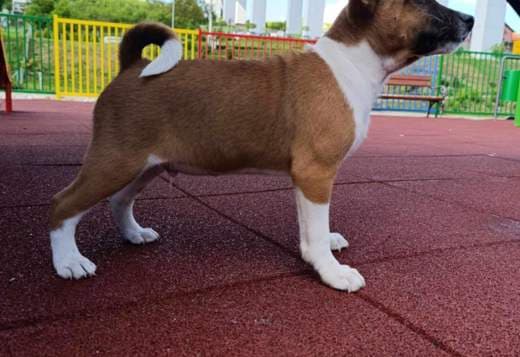 Basenji puppies for sale