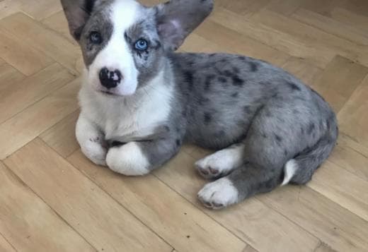 Welsh Pembroke Corgi Puppies