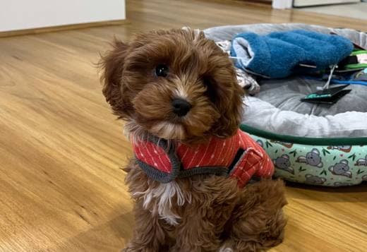 Toy Cavoodle